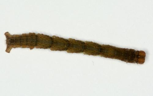 Réf. 293 755 : Cyclophora sp.
